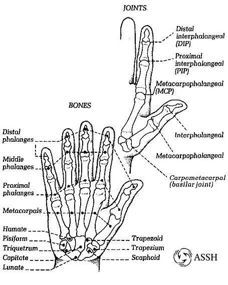 Rochester Hand Center - Hand Anatomy