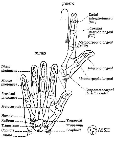 The Rochester Hand Center