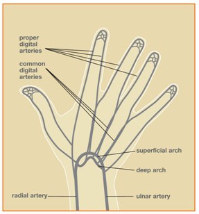 NerveInj Image 1